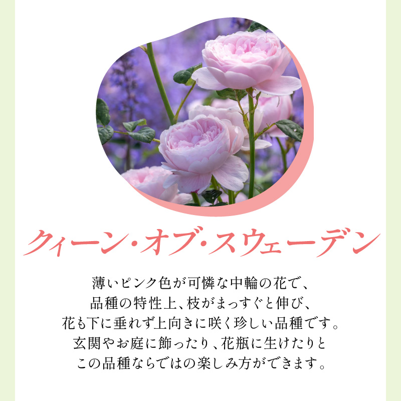 イングリッシュローズ】デビッド・オースチン クィーン・オブ