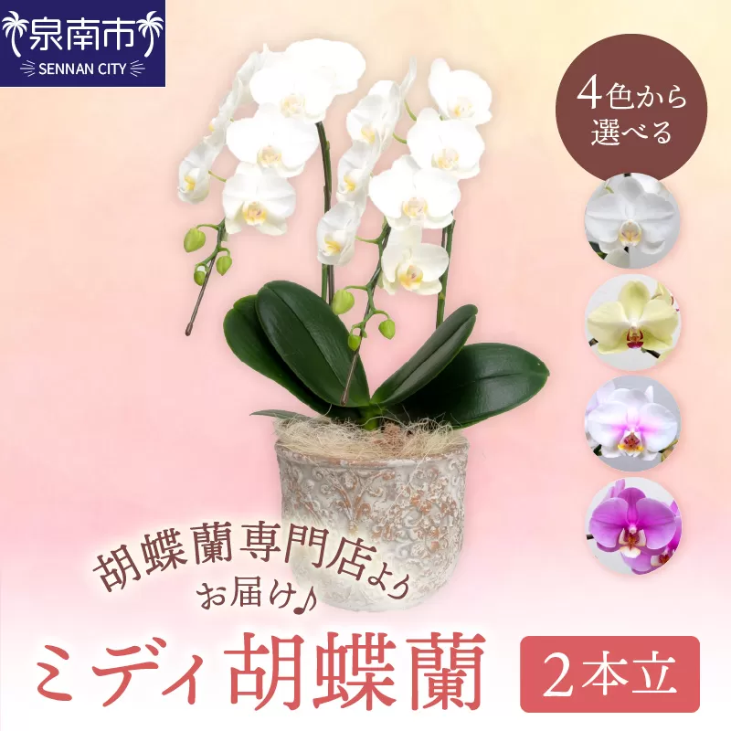ミディ胡蝶蘭 2本立【配送不可地域：北海道・沖縄・離島】【008C-007】