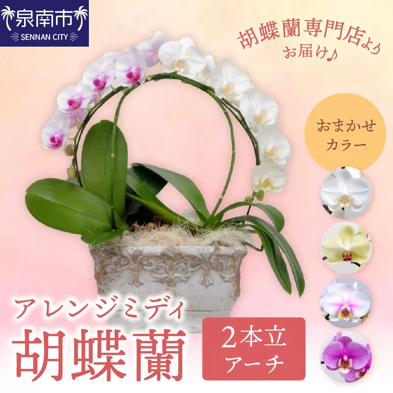 アレンジミディ胡蝶蘭 2本立（アーチ）【配送不可地域：北海道・沖縄・離島】【008C-010】