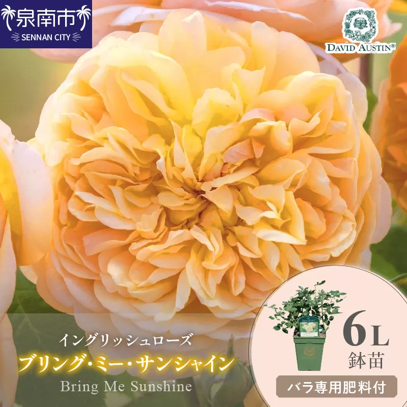 【イングリッシュローズ】デビッド・オースチン ブリング・ミー・サンシャイン6L 鉢苗(バラ専用肥料付)【025D-024】