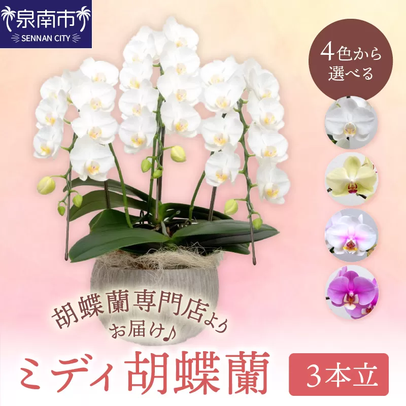 ミディ胡蝶蘭 3本立【配送不可地域：北海道・沖縄・離島】【008C-011】