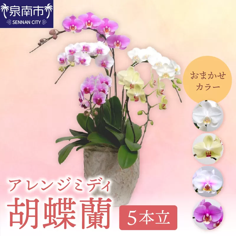 アレンジミディ胡蝶蘭 5本立【配送不可地域：北海道・沖縄・離島】【008B-013】