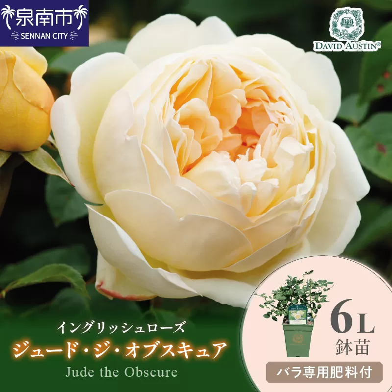 【イングリッシュローズ】デビッド・オースチン ジュード・ジ・オブスキュア6L鉢苗（バラ専用肥料付）【025D-029】
