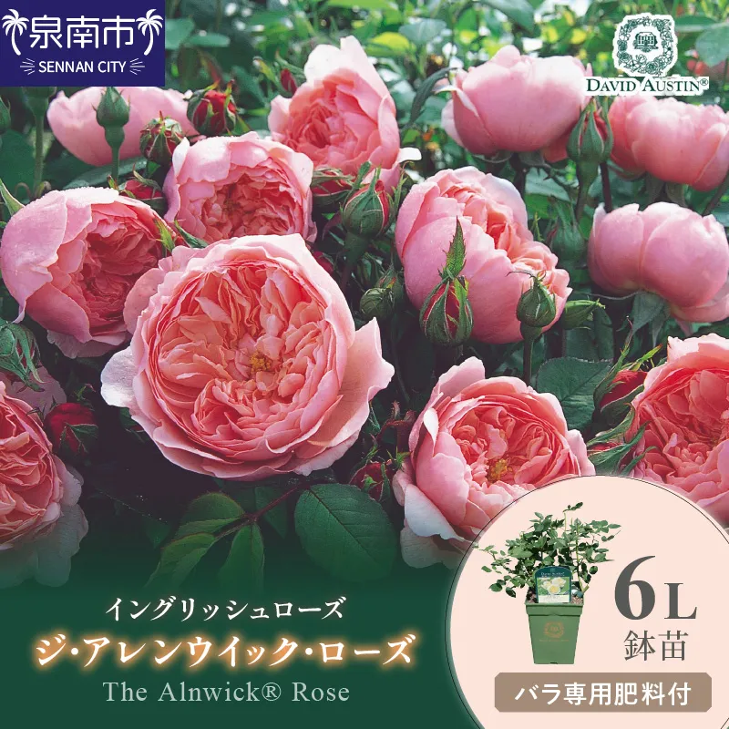 【イングリッシュローズ】デビッド・オースチン ジ・アレンウィック・ローズ 6L鉢苗(バラ専用肥料付)【025D-022】