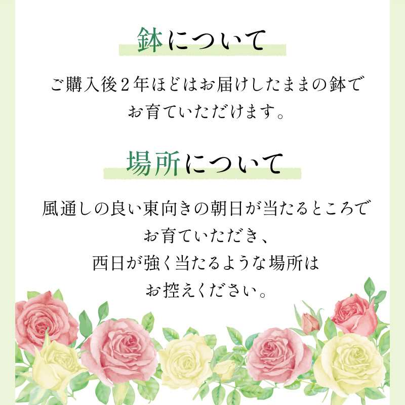 【レア@1580】秋の霜(大苗) イングリッシュローズ】デビッド・オースチン クィーン・オブ