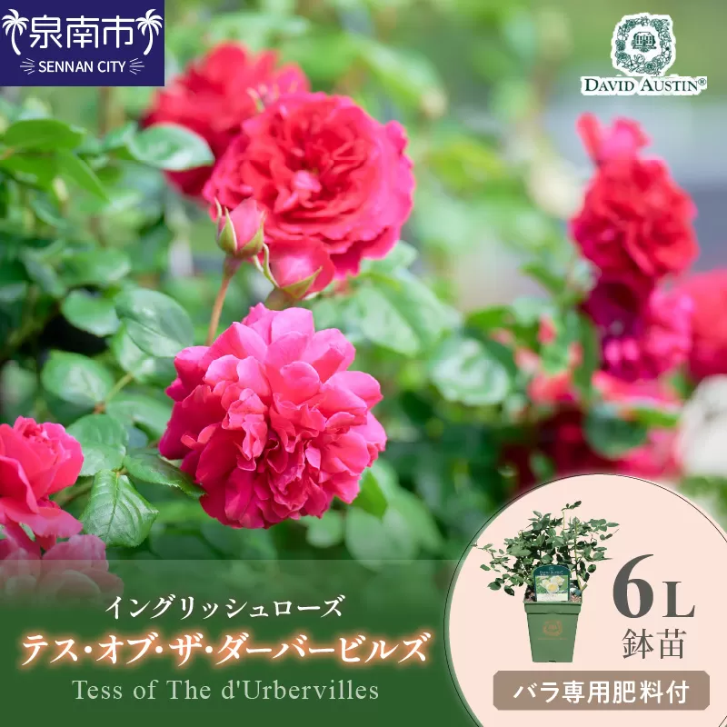 【イングリッシュローズ】デビッド・オースチン テス・オブ・ザ・ダーバービルズ 6L鉢苗(バラ専用肥料付)【025D-023】