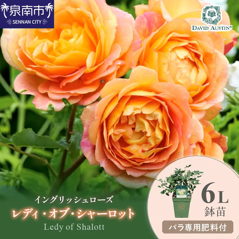 【イングリッシュローズ】デビッド・オースチン レディ・オブ・シャーロット 6L鉢苗(バラ専用肥料付)【025D-014】