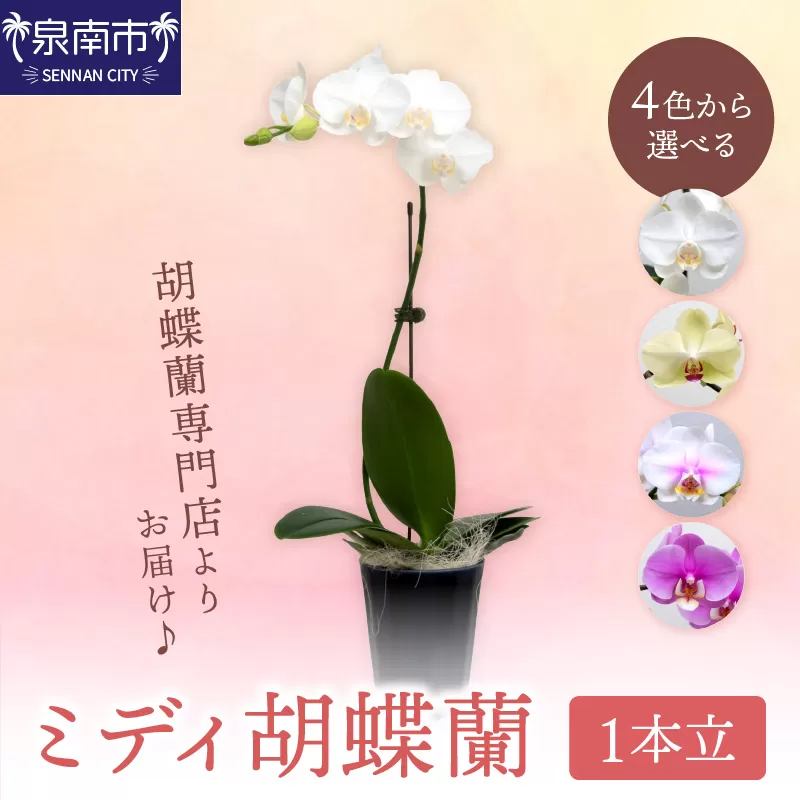 ミディ胡蝶蘭 1本立（鉢無しタイプ）【配送不可地域：北海道・沖縄・離島】【008D-003】