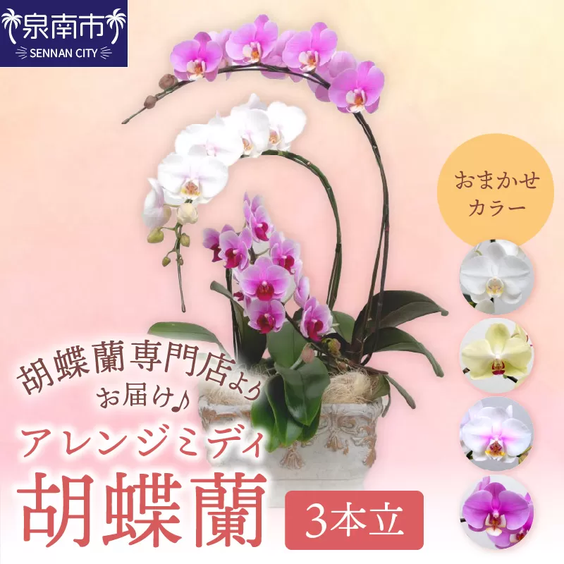 アレンジミディ胡蝶蘭 3本立【配送不可地域：北海道・沖縄・離島】【008C-012】