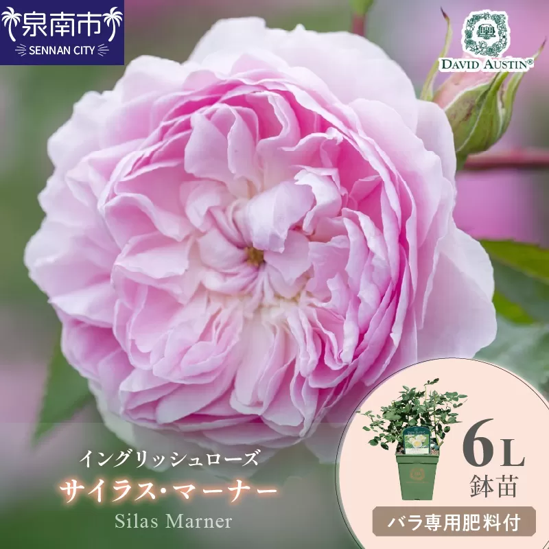【イングリッシュローズ】デビッド・オースチン サイラス・マーナー6L鉢苗(バラ専用肥料付)【025D-021】