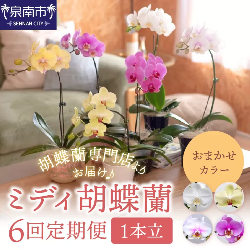 ミディ胡蝶蘭 1本立 1年間 6回定期便【配送不可地域：北海道・沖縄・離島】008B-014】
