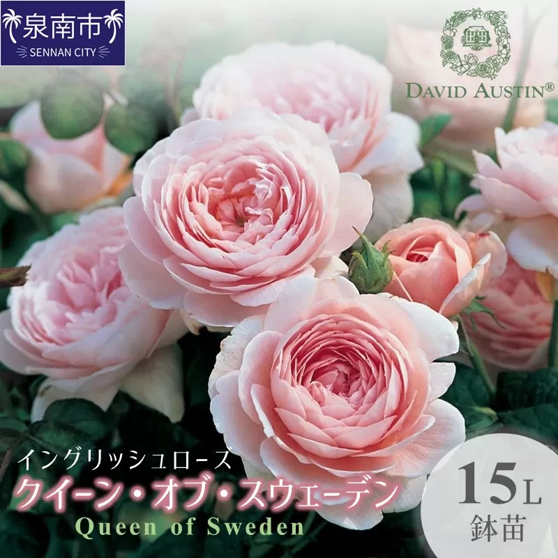 イングリッシュローズ】デビッド・オースチン クィーン・オブ