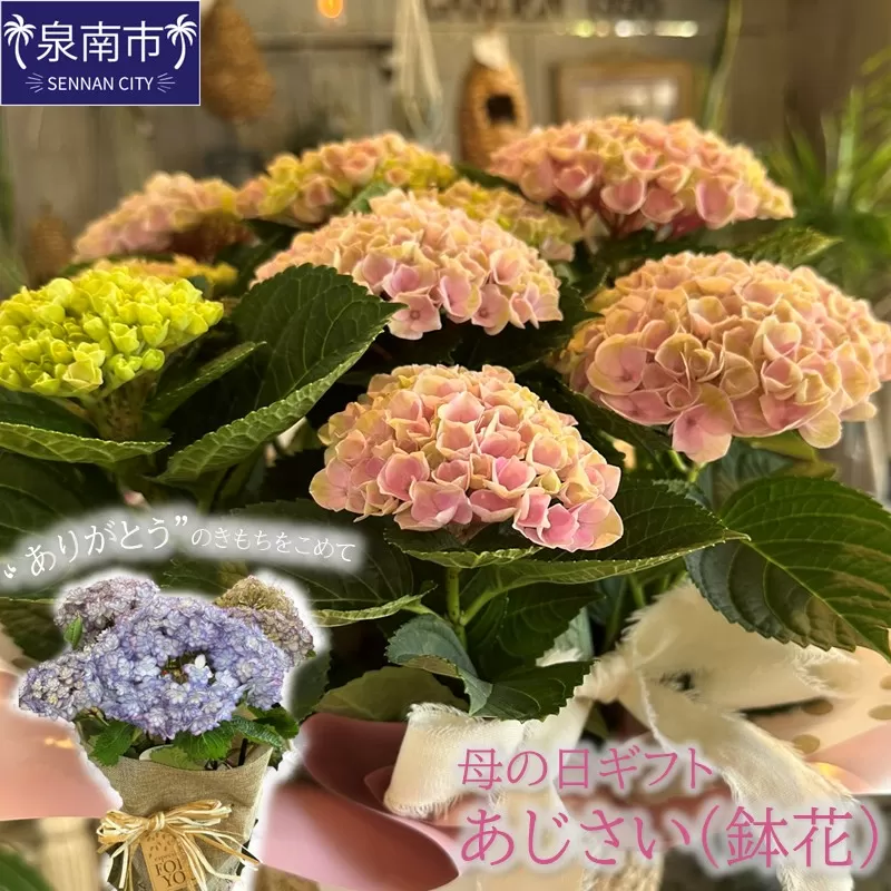 【母の日ギフト】お母さんへのプレゼントに！あじさい（鉢花）【配送不可地域：北海道・東北・九州・沖縄・離島】【009D-059】
