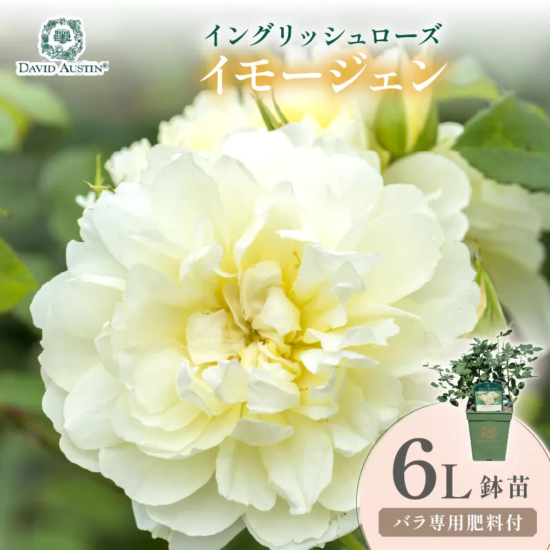 【イングリッシュローズ】デビッド・オースチン イモージェン 6L鉢苗(バラ専用肥料付)【025D-036】