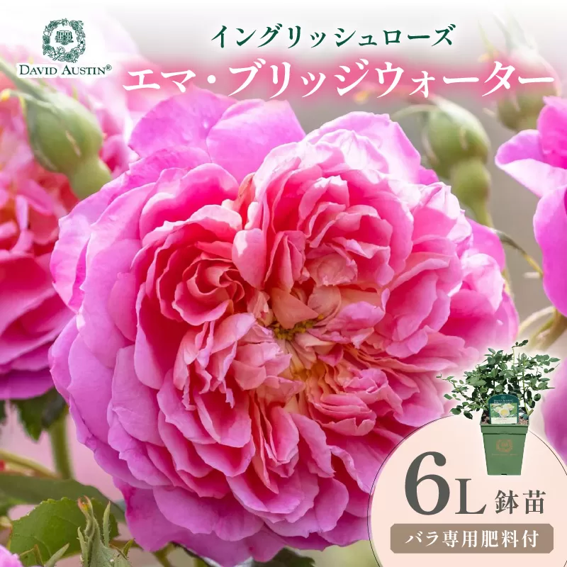 【イングリッシュローズ】デビッド・オースチン エマ・ブリッジウォーター 6L鉢苗(バラ専用肥料付)【025D-037】