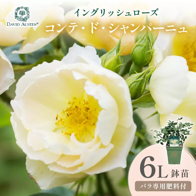 【イングリッシュローズ】デビッド・オースチン コンテ・ド・シャンパーニュ 6L鉢苗（バラ専用肥料付）【025D-039】
