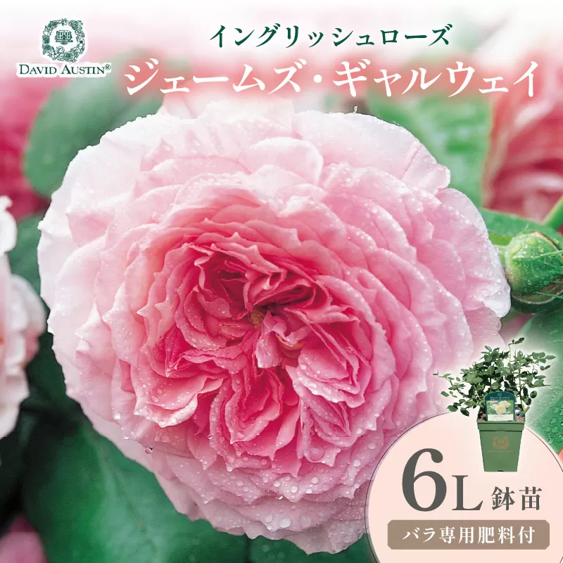 【イングリッシュローズ】デビッド・オースチン ジェームズ・ギャルウェイ 6L鉢苗(バラ専用肥料付)【025D-040】