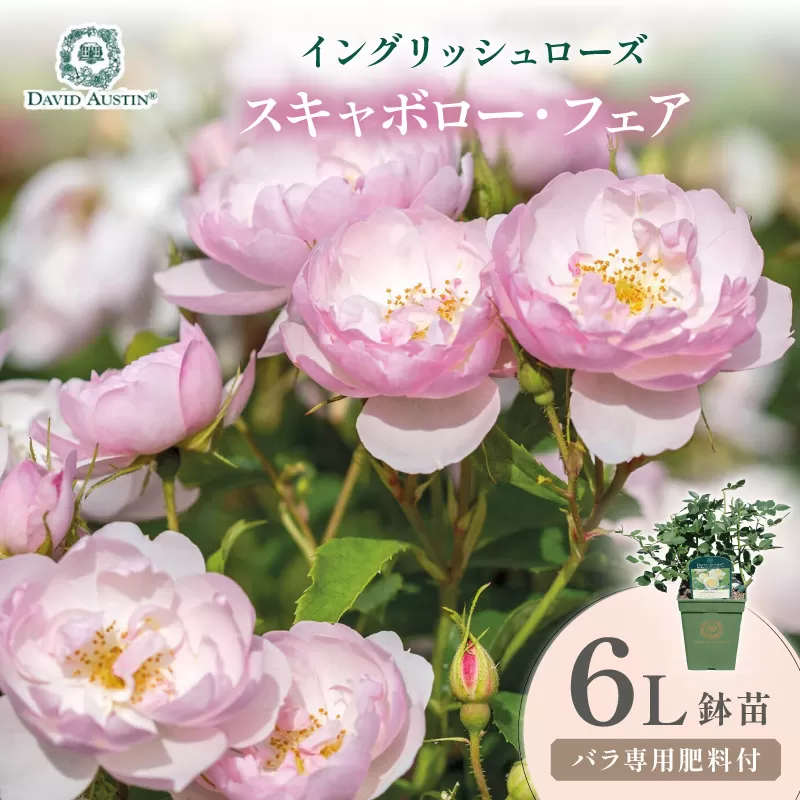 【イングリッシュローズ】デビッド・オースチン スキャボロー・フェア 6L鉢苗（バラ専用肥料付）【025D-042】