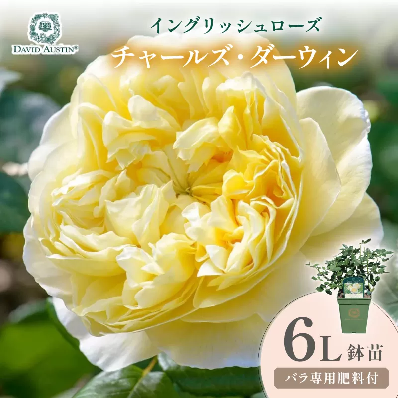 【イングリッシュローズ】デビッド・オースチン チャールズ・ダーウィン 6L鉢苗（バラ専用肥料付）【025D-044】