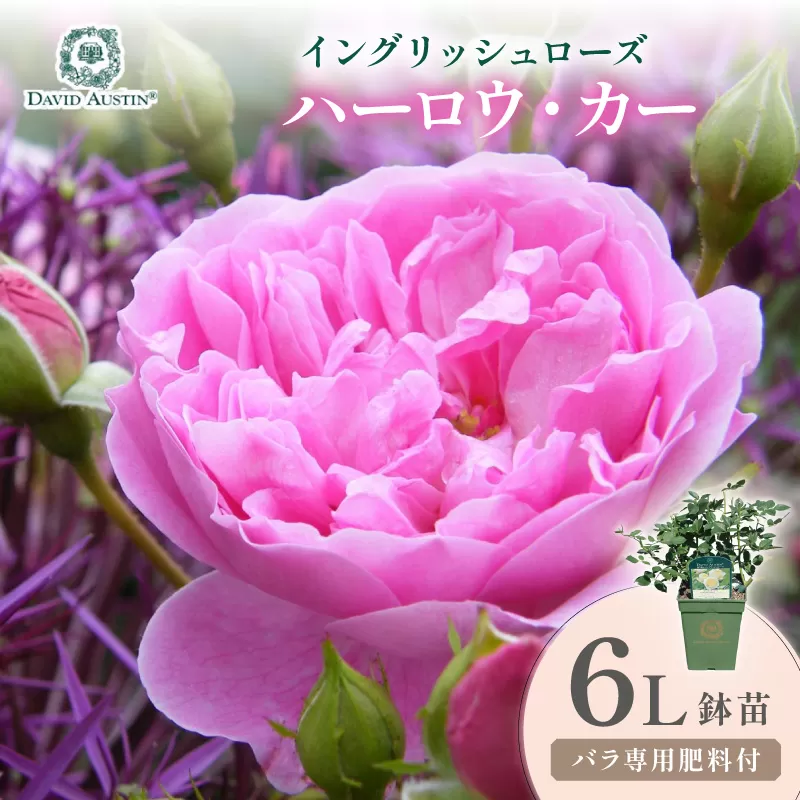 【イングリッシュローズ】デビッド・オースチン ハーロウ・カー 6L鉢苗（バラ専用肥料付）【025D-046】