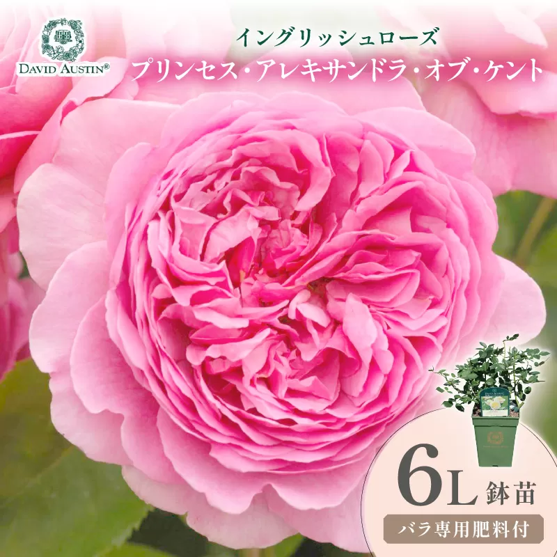 【イングリッシュローズ】デビッド・オースチン プリンセス・アレキサンドラ・オブ・ケント 6L鉢苗（バラ専用肥料付）【025D-048】