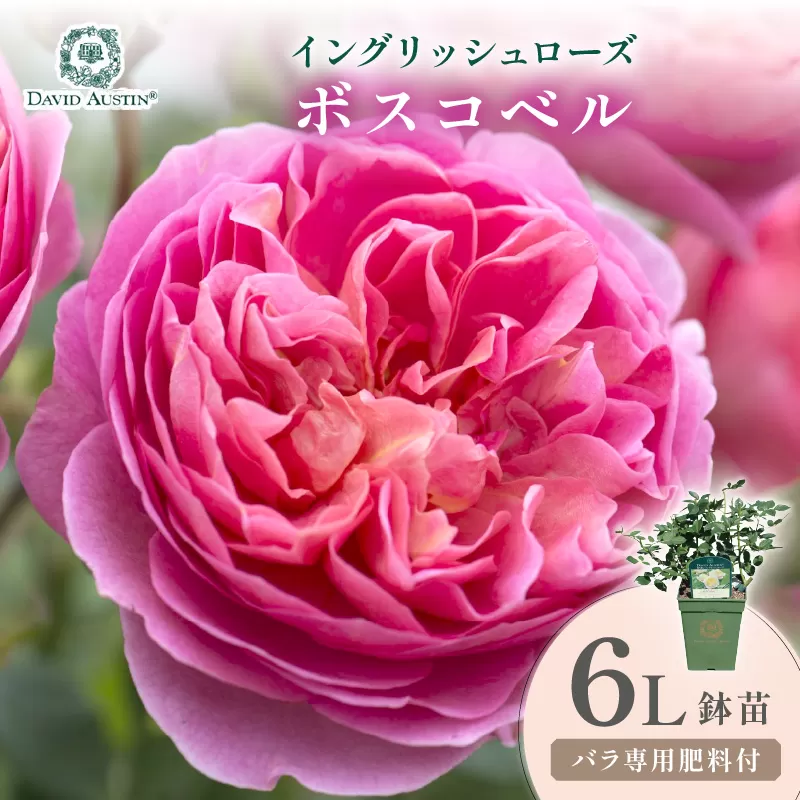 【イングリッシュローズ】デビッド・オースチン ボスコベル 6L鉢苗(バラ専用肥料付)【025D-049】
