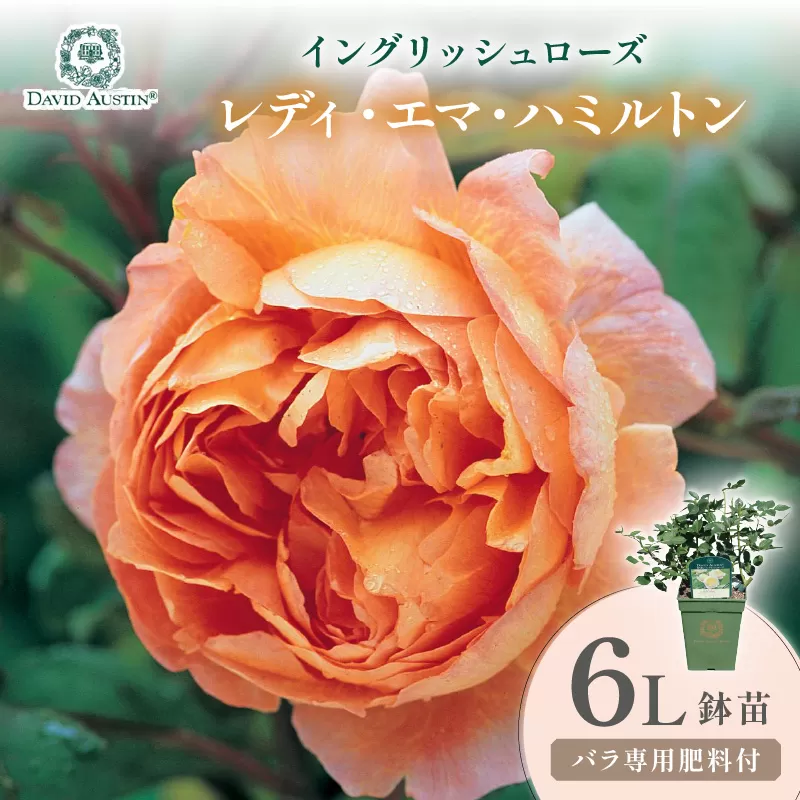 【イングリッシュローズ】デビッド・オースチン レディ・エマ・ハミルトン 6L鉢苗(バラ専用肥料付)【025D-051】