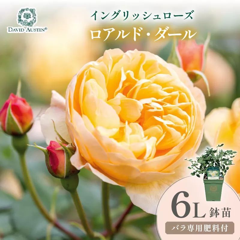 【イングリッシュローズ】デビッド・オースチン ロアルド・ダール 6L鉢苗（バラ専用肥料付）【025D-052】