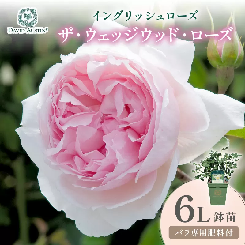 【イングリッシュローズ】デビッド・オースチン ザ・ウェッジウッド・ローズ 6L鉢苗（バラ専用肥料付）【025D-053】