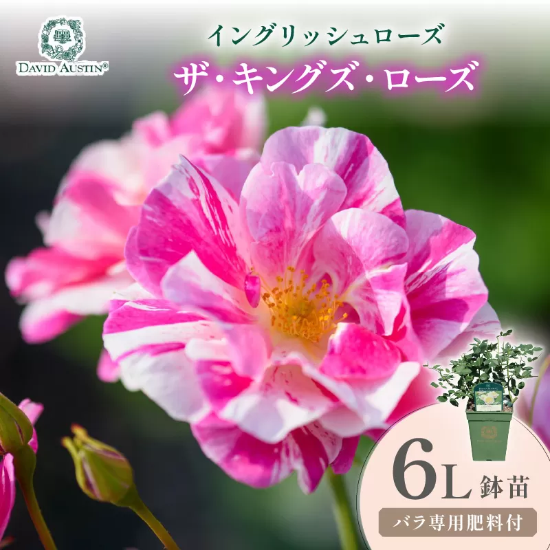 【イングリッシュローズ】デビッド・オースチン ザ・キングズ・ローズ 6L鉢苗（バラ専用肥料付）【025D-054】