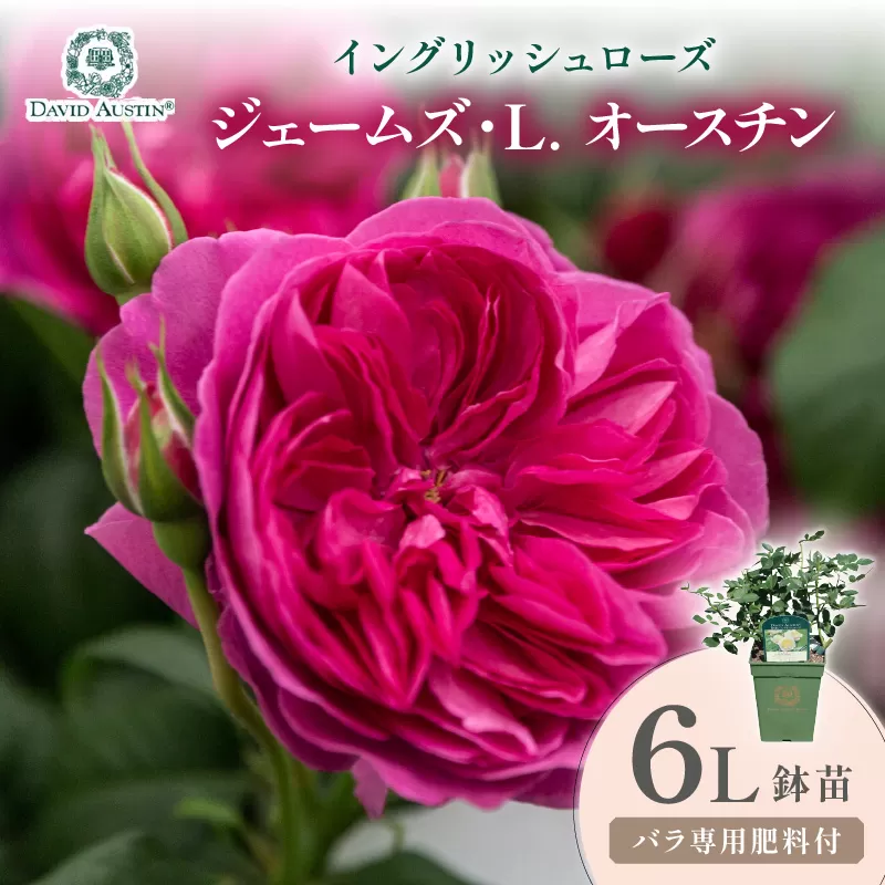 【イングリッシュローズ】デビッド・オースチン ジェームズ・L. オースチン 6L鉢苗(バラ専用肥料付)【025D-056】
