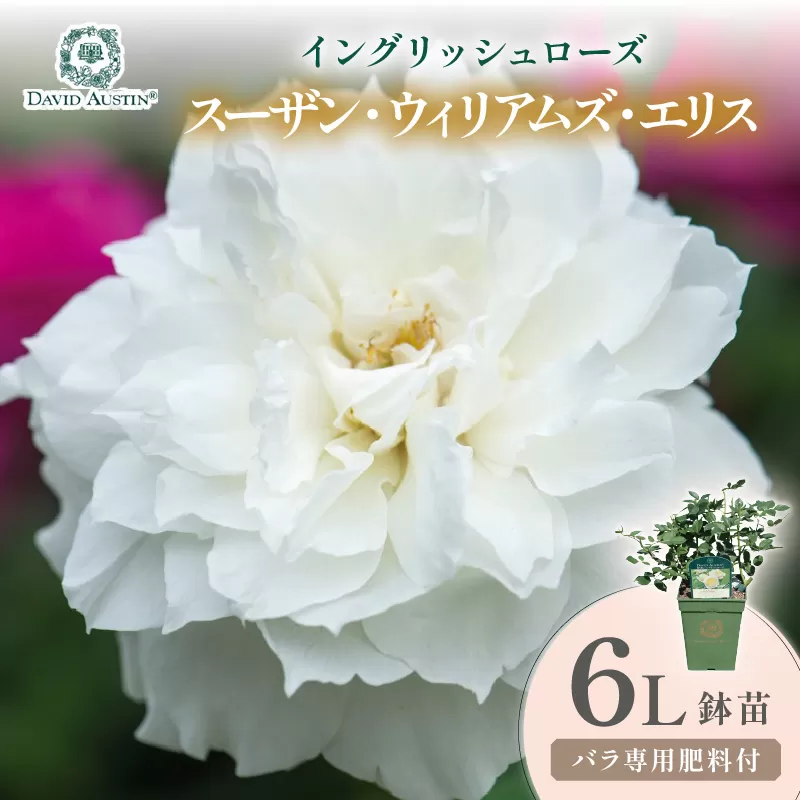 【イングリッシュローズ】デビッド・オースチン スーザン・ウィリアムズ・エリス 6L鉢苗(バラ専用肥料付)【025D-057】