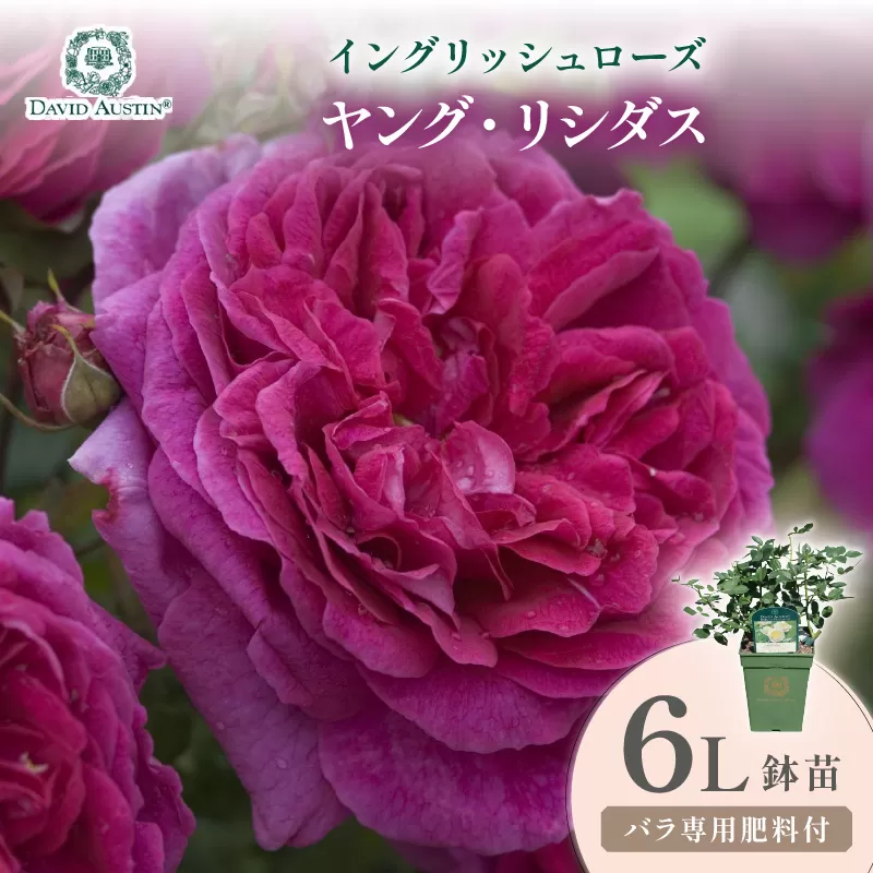 【イングリッシュローズ】デビッド・オースチン ヤング・リシダス 6L鉢苗（バラ専用肥料付）【025D-060】