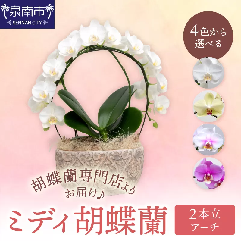 ミディ胡蝶蘭 2本立（アーチ）【配送不可地域：北海道・沖縄・離島】【008C-009】