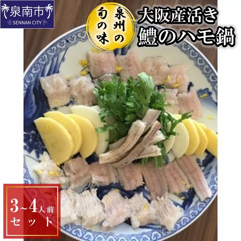【泉州の旬の味】大阪産活き鱧のハモ鍋（3～4人前）セット【配送不可地域：北海道・沖縄・離島】【015D-022】