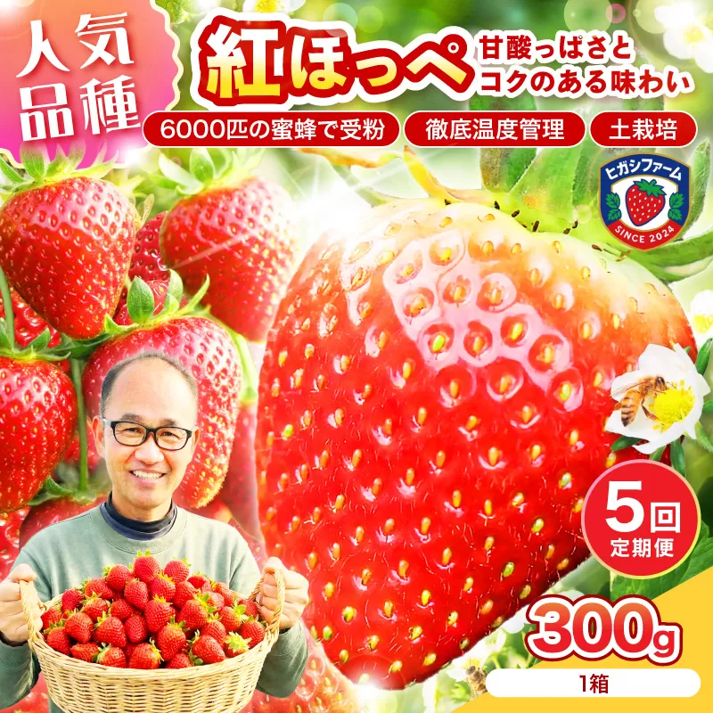 【2027年1月～5月発送予定】【いちご本来の甘酸っぱさを味わう】定番人気 紅ほっぺ 約300g（約300g×1パック×1箱）5ヶ月定期便【配送不可地域：北海道・沖縄・離島】【121C-009-2027】