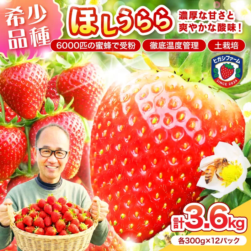 【2027年1月～5月発送予定】【糖度12〜15度の希少品種】いちご  ほしうらら 約3.6kg（約300g×2パック×6箱）【配送不可地域：北海道・沖縄・離島】【121B-001-2027】