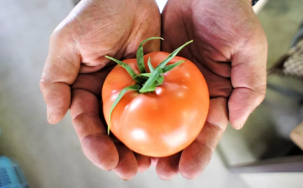 フルーツトマト 糖度7度以上 農薬不使用（栽培期間中） 水耕栽培 産地直送 高リコピン 橘農園  【2026年1月上旬から4月下旬発送予定】｜ 野菜 トマト 1.5kg～2.0kg （10個～20個）