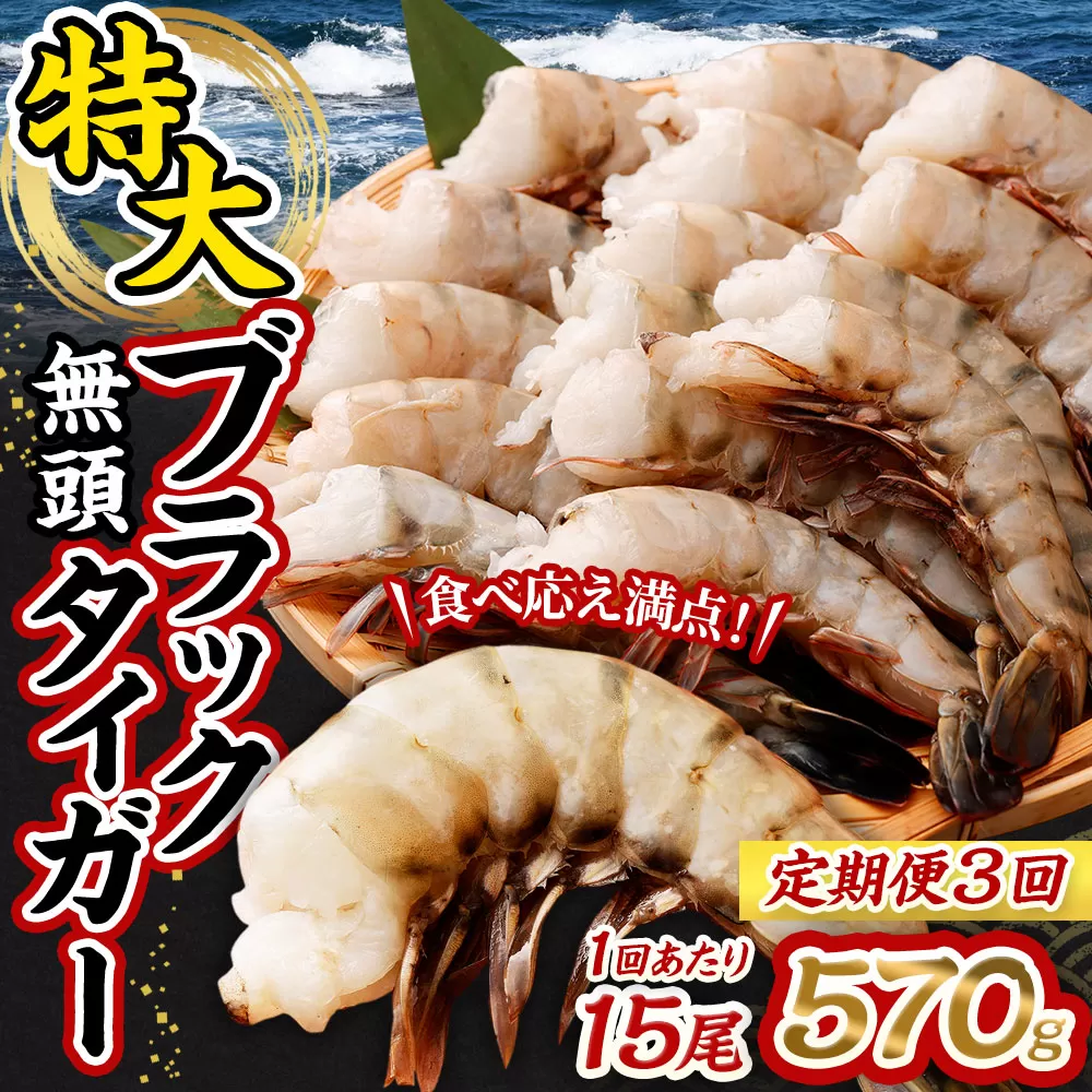 【3回定期便】特大 ブラックタイガー 無頭えび 570g前後（15尾）×3回 ｜海老 えび エビ ブラックタイガー 海鮮 魚介 殻付き 冷凍 大阪府 阪南市