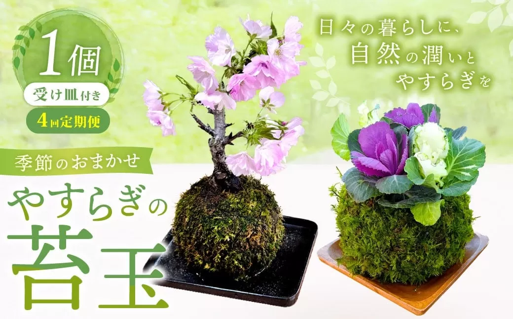 【4回定期便】 やすらぎの苔玉 1回あたり1個 計4個（1個×4回） 季節のお任せ苔玉 受け皿付き 奇数月 3ヶ月毎 4回 苔 コケ 植物 