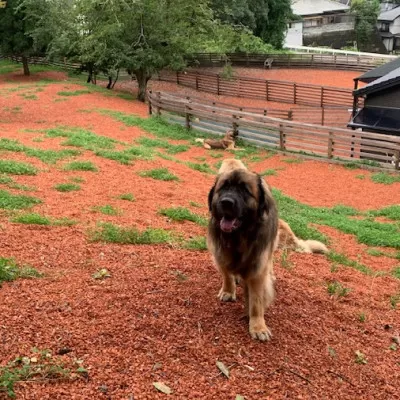 【完全予約制】自然を活かした全面プライベートドッグラン・ドッグガーデン 利用補助券 6,000円分 (500円 × 12回) | Bless Dog Oasis | ドッグラン ドッグガーデン わんちゃん 犬 ペット チケット 券 貸切 プライベート 広い 体験 レジャー 自然 運動 アウトドア【1273638】