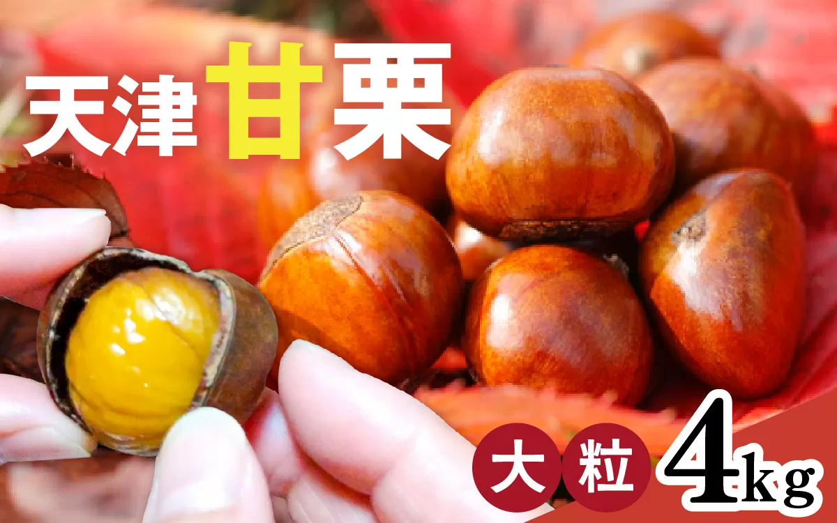 【先行予約】 天津甘栗 4kg 【 2025年10月下旬より順次発送予定 】／ 焼きたて 栗 くり マロン 秋 おやつ 栗爪 殻付き お菓子 おつまみ 人気 高リピート 小分け 栗ご飯 栗きんとん 甘露煮 こだわり 手軽 おためし お試し