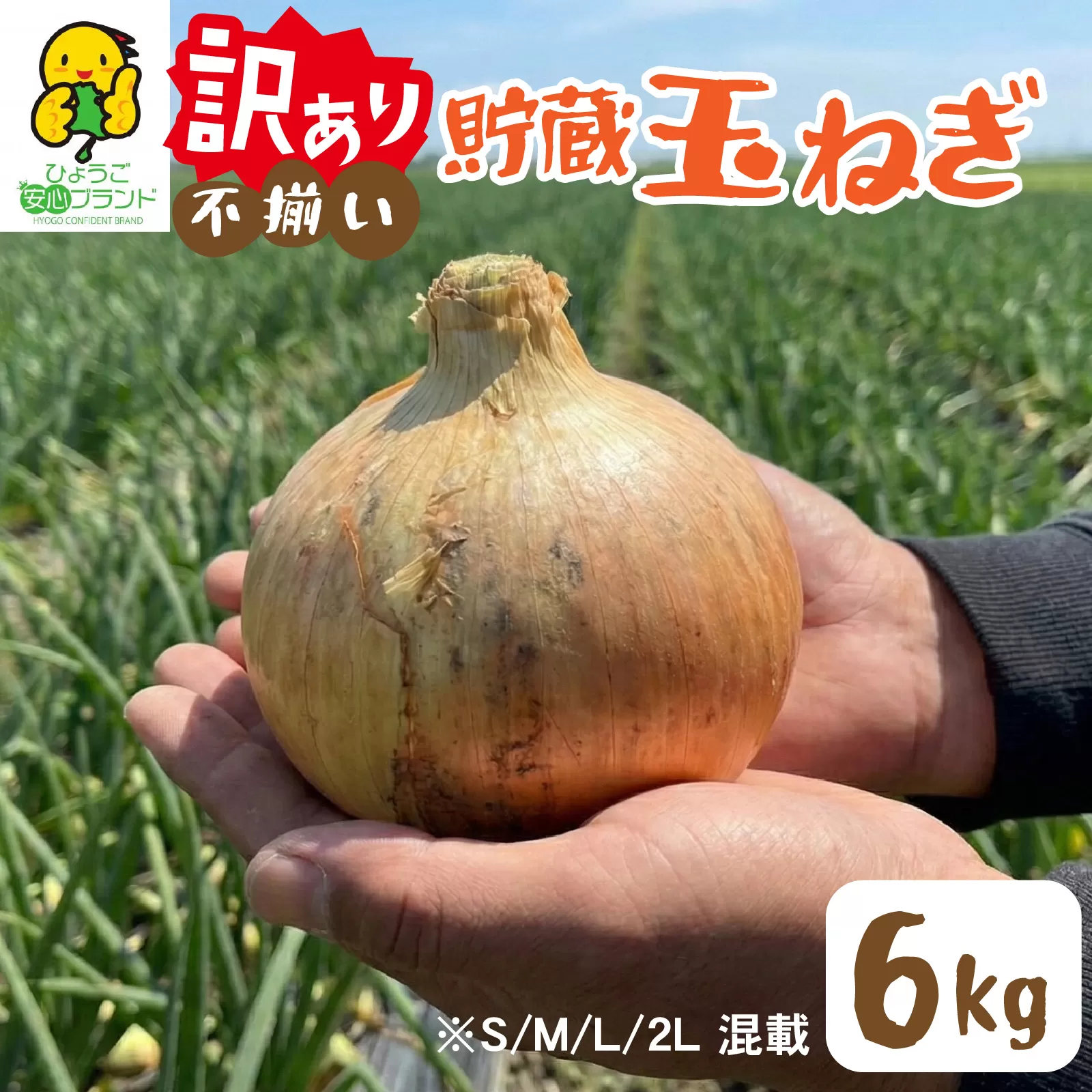 【先行予約】 淡路島 貯蔵玉ねぎ 6kg 訳あり サイズ不揃い 簡易箱でお届け／ 不揃い サイズ 混合 ミックス S M L 2L 玉ねぎ タマネギ オニオン スライス サラダ ハンバーグ 肉じゃが 焼肉 常備菜 BBQ スープ 味噌汁 産地直送 兵庫県 淡路市