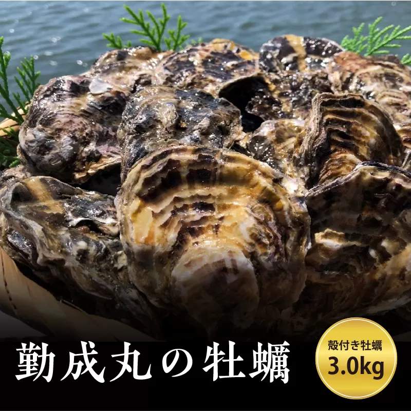 【先行予約】勤成丸の牡蠣 殻付き牡蠣 3.0kg【2025年12月中旬以降順次発送予定】 