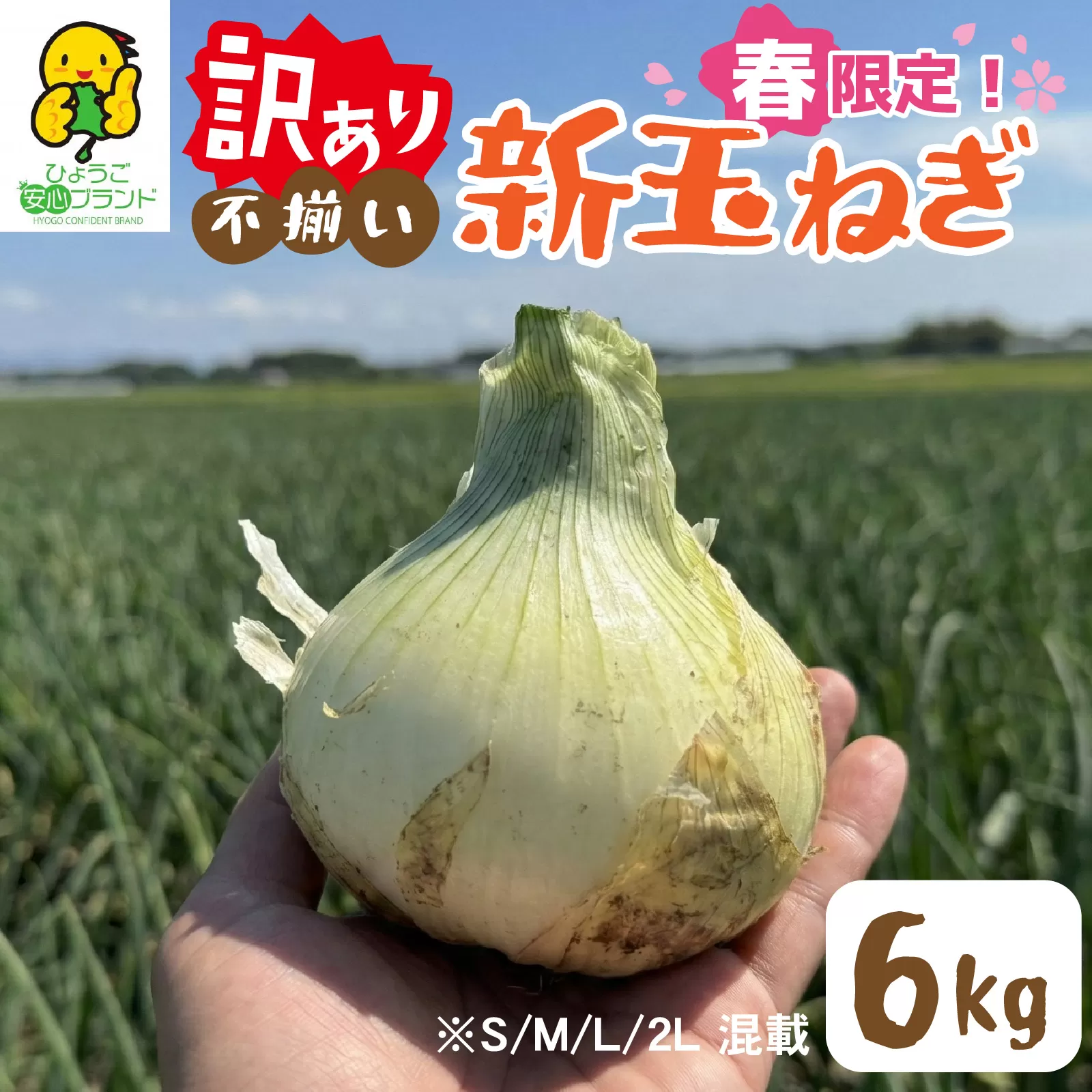 淡路島 新玉ねぎ 6kg 訳あり サイズ不揃い 簡易箱でお届け／ 不揃い サイズ 混合 ミックス S M L 2L 玉ねぎ タマネギ オニオン スライス サラダ ハンバーグ 肉じゃが 焼肉 常備菜 BBQ スープ 味噌汁 産地直送 兵庫県 淡路市
