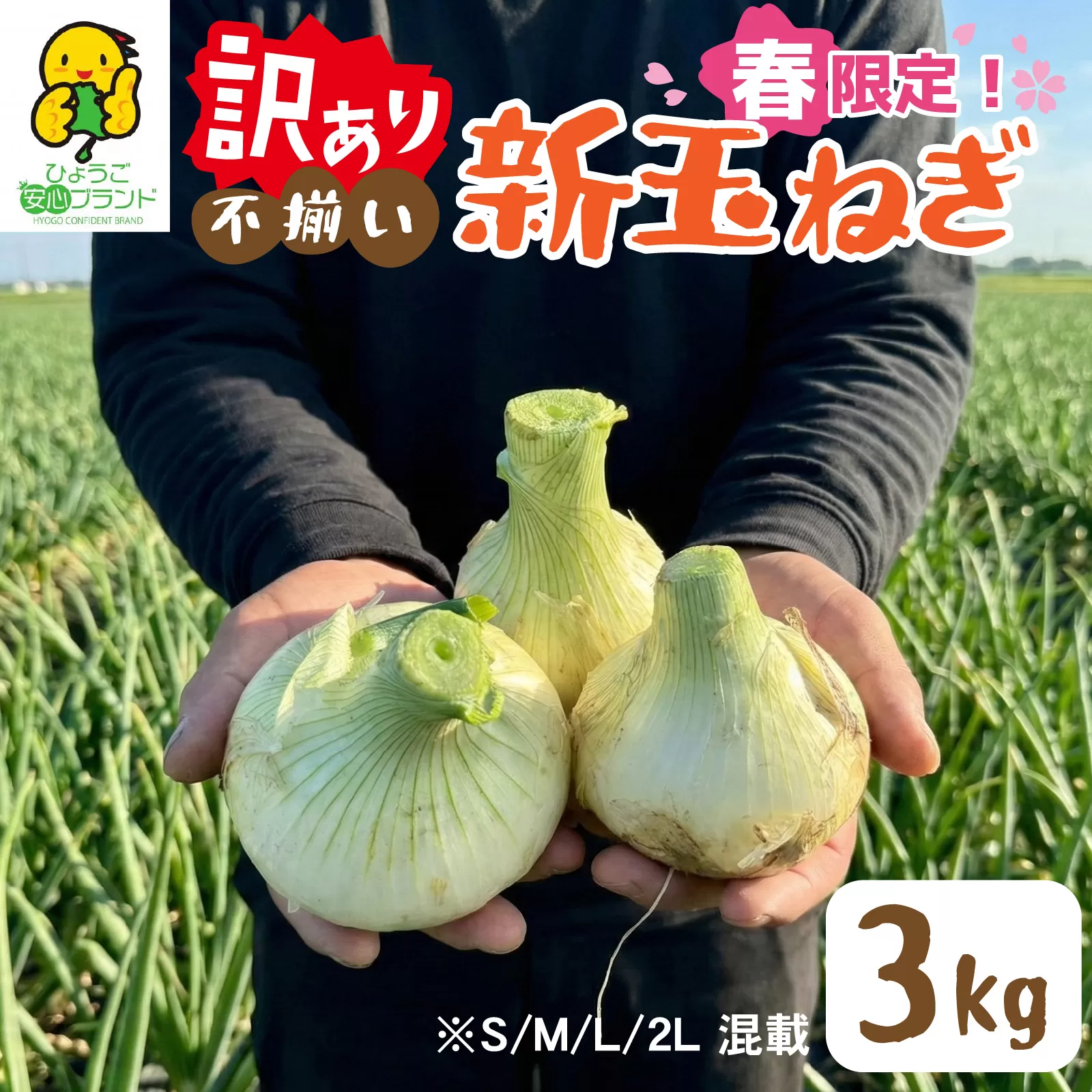 淡路島 新玉ねぎ 3kg 訳あり サイズ不揃い 簡易箱でお届け/ 不揃い サイズ 混合 ミックス S M L 2L 玉ねぎ タマネギ オニオン スライス サラダ ハンバーグ 肉じゃが 焼肉 常備菜 BBQ スープ 味噌汁 産地直送 兵庫県 淡路市