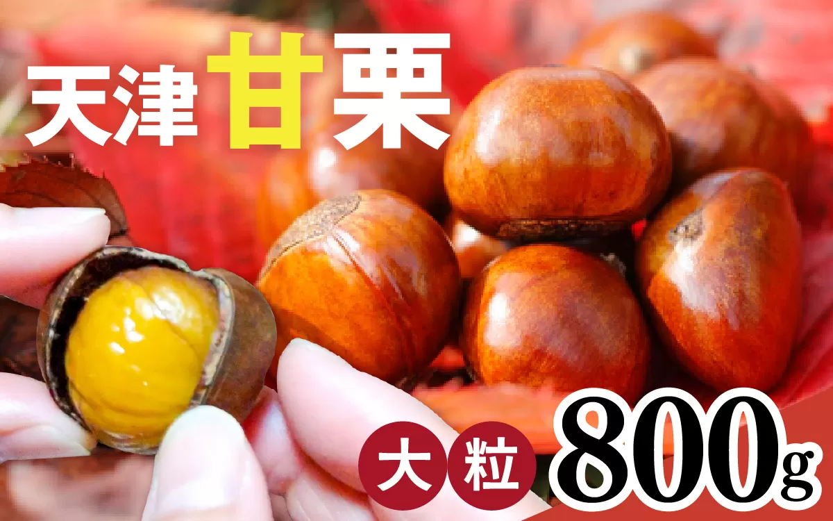 【先行予約】 天津甘栗 800g 【 2025年10月下旬より順次発送予定 】／ 焼きたて 栗 くり マロン 秋 おやつ 栗爪 殻付き お菓子 おつまみ 人気 高リピート 小分け 栗ご飯 栗きんとん 甘露煮 こだわり 手軽 おためし お試し