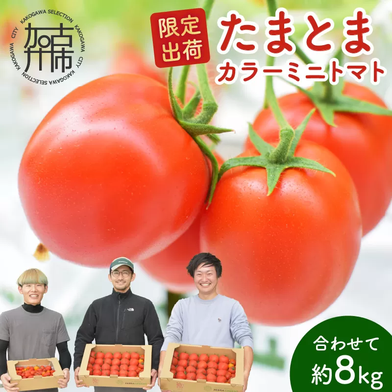 【限定出荷】"たまとま"＋カラーミニトマト(約8kg)《 野菜 トマト ミニトマト カラートマト 期間限定 送料無料 おすすめ 美味しい セット とまと ふるさと納税 》【2403C12102】