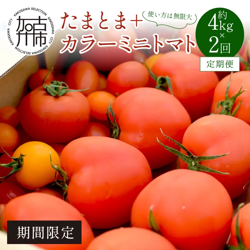 【限定出荷】"たまとま"＋カラーミニトマト(約4kg)[定期便2回]《 野菜 トマト ミニトマト カラートマト 定期 定期便 2回 送料無料 おすすめ 美味しい セット とまと ふるさと納税 》【2403C12103】