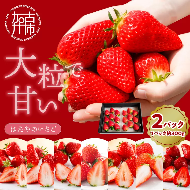 はたやのいちご 2Pセット《 いちご 苺 イチゴ フルーツ 果物 国産 フルーツ工房はたや あまえくぼ 章姫 あまクイーン ロイヤルクイーン ぽりっちご あまおとめ 堅しろう 》【2501C09702】